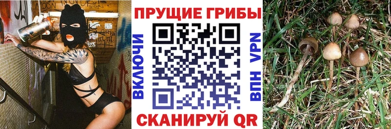 кракен tor  Среднеуральск  Псилоцибиновые грибы ЛСД 